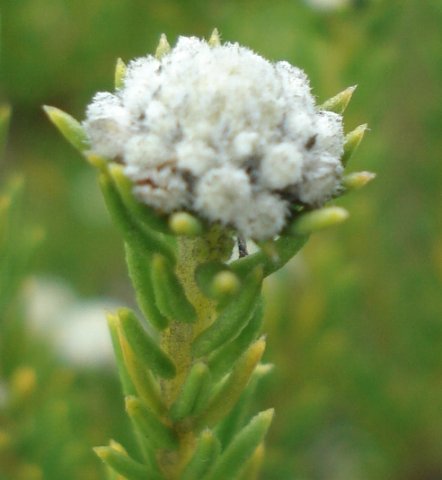 Phylica ericoides flowerheads at a stem-tip